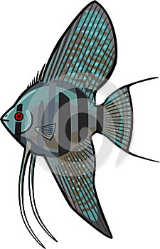 Blue Angelfish