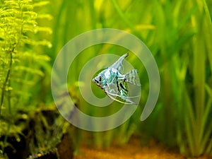 Blue angelfish in tank fish with blurred background Pterophyllum scalare