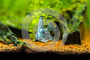 Blue angelfish in tank fish with blurred background Pterophyllum scalare