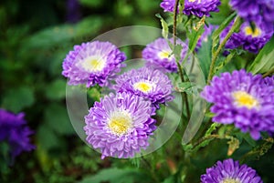 Blue Annual aster or China aster flower Callistephus chinensis