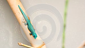 Blue anole sitting on a stick