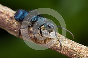Blue ant with larva