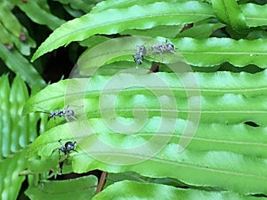 Blue ants on green fern leaf.