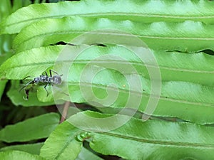 Blue ants on green fern leaf.