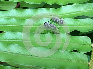 Blue ants on green fern leaf.