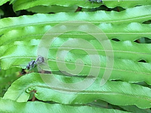 Blue ants on green fern leaf.