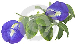 Blue aparajita flower