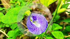 Blue Aparajita Flower NeelKantho Flower in West Bengal photo