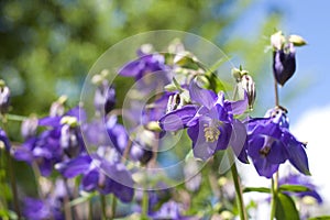 Blue Aquilegia flowers closeup