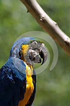 Blue ara. The Ara macaws are large striking parrots with long tails, long narrow wings and vividly coloured plumage