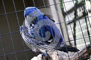 Blue arara alone in cage photo