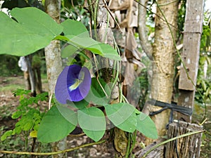 blue asia butterfly plea flower