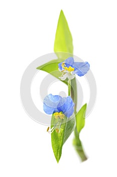 Asiatic dayflower on a white background photo