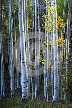 Blue Aspens With Morning Sunlight And Fall Yellow