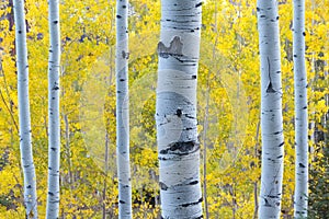 Blue Aspens With Morning Sunlight And Fall Yellow