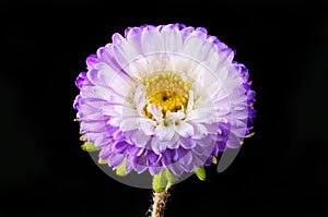 Blue aster against black