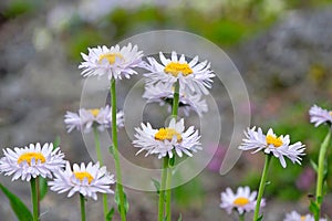 Blue aster flowers of Colorado.