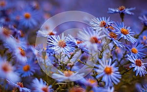 Blue asters in the drops of morning dew