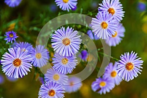 Blue asters are on green nature background close up