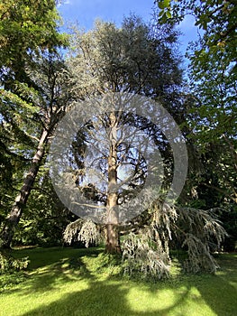 Blue Atlas Cedar / Cedrus atlantica `Glauca` / Die Blaue Atlaszeder oder Blaue Atlas-Zeder Glauca, Mainau - Constance, Germany