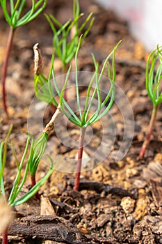 Blue Atlas Cedar Cedrus Atlantica seedling photo