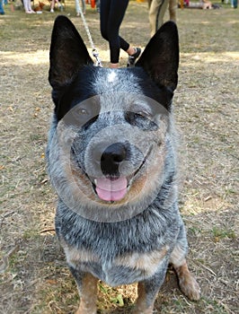 Blue australian herding dog, heeler - close-up portrait at dog show