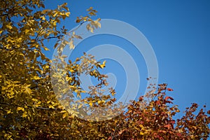 Blue autumnal sky and tree branches