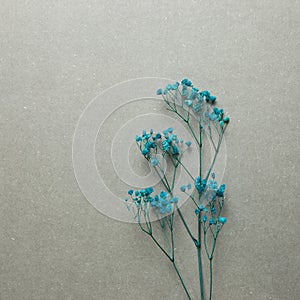 Blue baby`s breath, gypsophila dry flowers on gray background