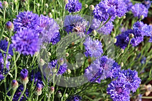 Blue bachelor button flowers
