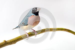 Blue Back Female Gouldian Finch