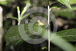 Blue-back reed frog, Heterixalus madagascariensis nature Madagascar