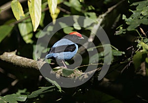 Blue-backed manakin, Chiroxiphia pareola