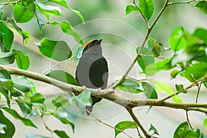 A Blue backed Manakin sitting on a branch