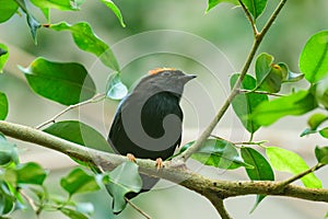 A Blue backed Manakin sitting on a branch