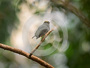 A Blue backed Manakin sitting on a branch