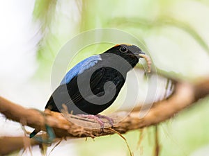 A Blue backed Manakin sitting on a branch