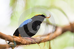 A Blue backed Manakin sitting on a branch