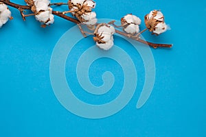 Blue background with branch of cotton plant.