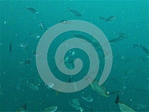 Blue background of Fishes on the background of the sea. photo