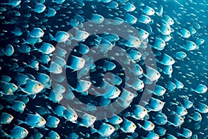 Blue background, flock of fish underwater