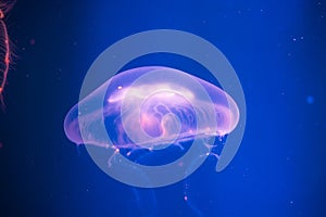 Colorful jellyfish. Blue background.