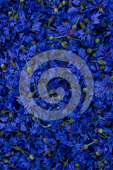 Blue background of plucked cornflowers. Flowers for use in pharmacology
