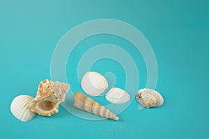 Blue background with several light seashells