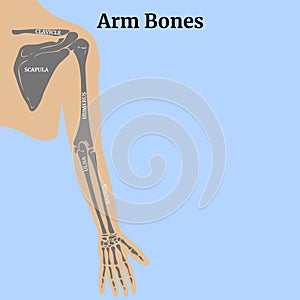 Blue background with a silhouette of a man and the anatomy of the bones of an arm with a shoulder blade