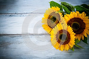 Blue background with three sunflowers