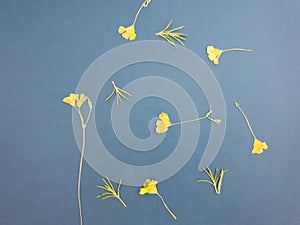 Blue background yellow flower image
