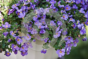 Blue bacopa