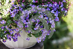 Blue bacopa photo