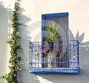 Blue balcony with a flower in a white house with ivy