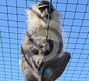 Blue Balled Vervet Monkey. Monkey with blue testicles in captivity photo